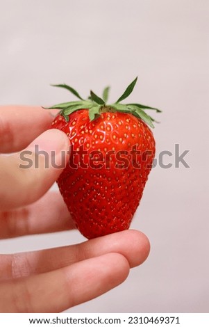 beautiful homemade berry.big strawberry.holds a strawberry in hand.healthy dessert.red berry.strawberry closeup.macro.idea for serving.sweet berry.strict diet.
wallpaper.ripe strawberries.
farming.
