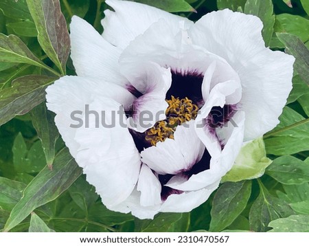 White and purple peony. The large white filler flower has a purple contrast at the center of the petal. Mild smell. An old variety from 1851.