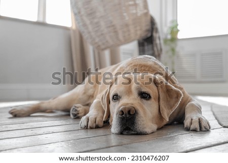 Labrador retriever dog lies on the floor at home. Scaleup portrait of cute doggy Royalty-Free Stock Photo #2310476207