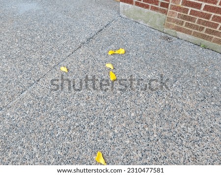 Old withered flower petals sitting on a sidewalk.