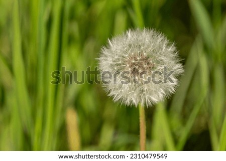 Seed head (blow ball) of Dandelion (Taraxacum) flower from the family Asteraceae. Dandelion spores with blurry green background. Beautiful fluffy plant. Royalty-Free Stock Photo #2310479549