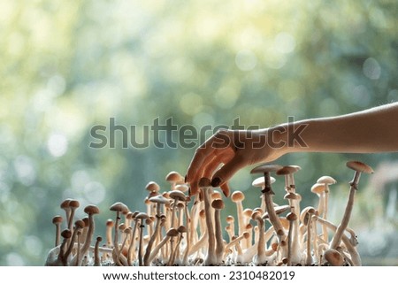 person hand harvesting psychedelic psilocybin mushrooms homemade or laboratory Royalty-Free Stock Photo #2310482019