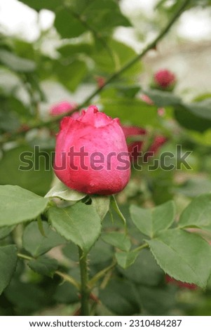 one pink rose on a green background