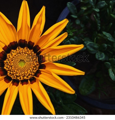 A closeup shot of a beautiful sunflower, Beautiful yellow flower, You can use this image for wallpapers, books covers, commercials, etc.