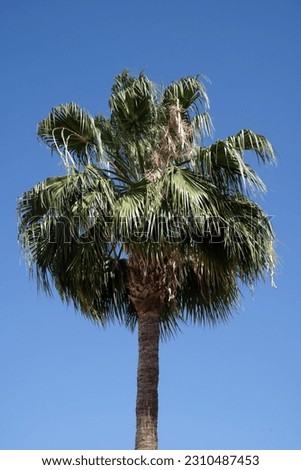 A Single Palm Tree Against a Clear Blue Sky