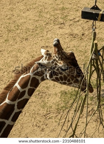 Giraffe Eating Zoo Wildlife Animal 