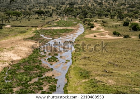Beautiful landscape in Tarangire National Park, as zebras drink from a river Royalty-Free Stock Photo #2310488553