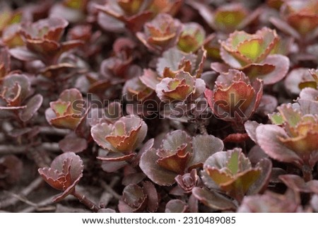 Close up shot of burgundy red flowers. Macro shot of field flowers