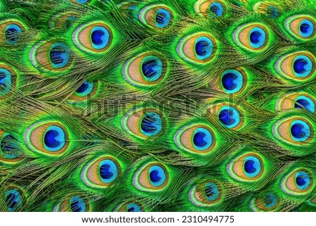Pattern of bright multicolored peacock tail closeup. Abstract background vibrant exotic tropical indian peafowl feather. Beauty vivid colored natural pavo plumage texture close up, selectuve focus Royalty-Free Stock Photo #2310494775