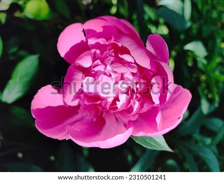 The close up photo of a lush pink peony in the summer garden