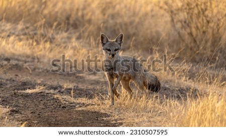 Bengal fox (Vulpes bengalensis), also known as the Indian fox