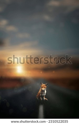 A picture of a fox standing in the middle of the road