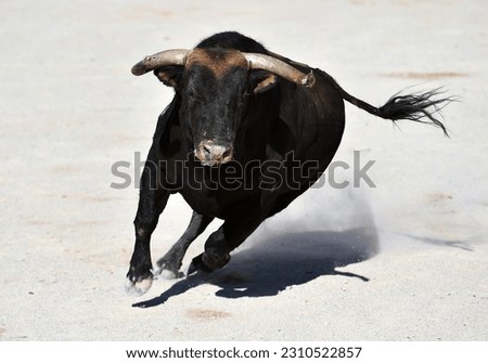 Spanish strong bull with big horns in the bullring arena Royalty-Free Stock Photo #2310522857