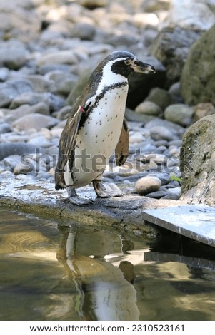 Adorable Humboldt penguin close up photo