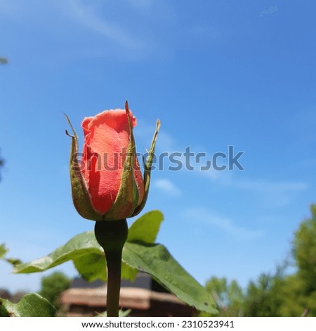 Vibrant orange rose flower plant with blue sky background A rose is either a woody perennial flowering plant of the genus Rosa, in the family Rosaceae
