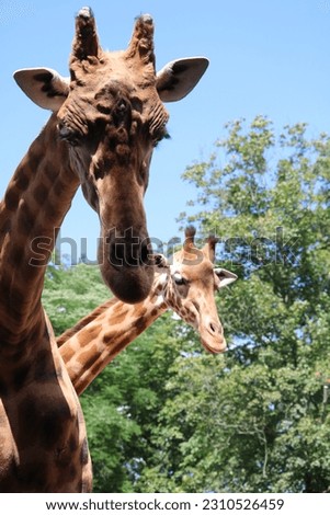 Giraffe head close up photo in nature
