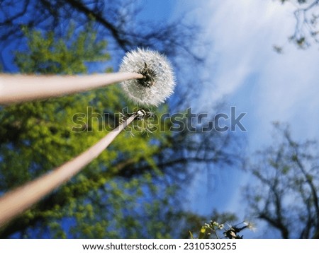 fluffy dandelion wtih blue sky backgorund. pictured taken from below from the ant's angle view
