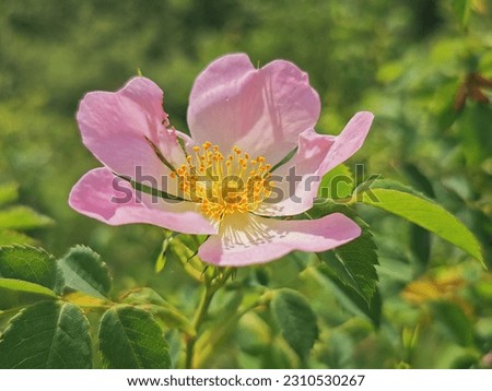 Pink flower. Beautiful wild rose flower 