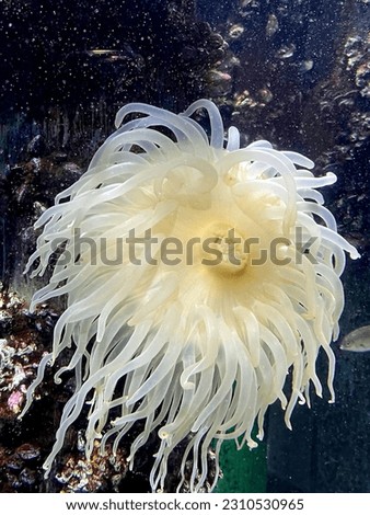 White sea anemone flowing in the water Royalty-Free Stock Photo #2310530965