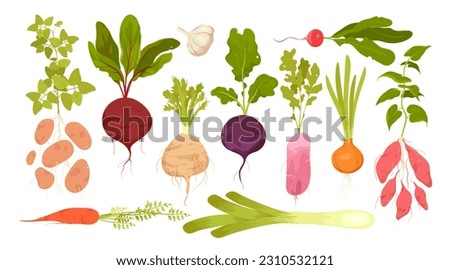Root vegetables set vector illustration. Cartoon isolated vitamin tubers and green leaf, growing in garden food ingredients collection with leek celery onion potato radish beetroot carrot batatas Royalty-Free Stock Photo #2310532121