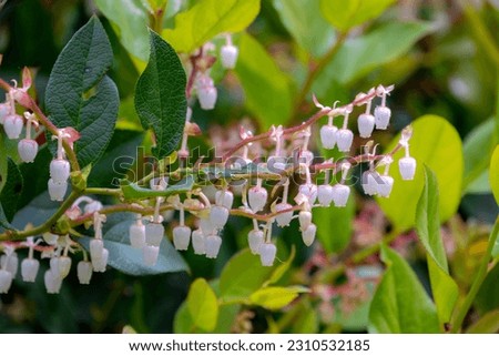 Selective focus of white pink flowers with green leaves in the garden, Gaultheria shallon is an evergreen shrub in the heather (Ericaceae) family, It is known as Salal, Shallon, Nature background.