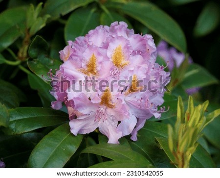 Amazing colorfull rhododendron in a park