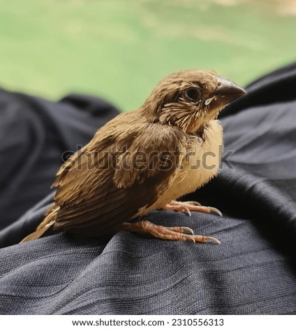 A wild baby bird was perched on a black cloth mat. You can see the detail of his body, eyes, etc.