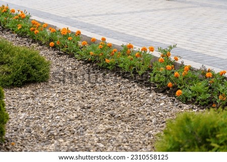 Flowers in a flower bed Marigolds. Greening the urban environment. Background with selective focus and copy space Royalty-Free Stock Photo #2310558125