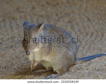 Alert curious Long-nosed Potoroo in natural beauty        