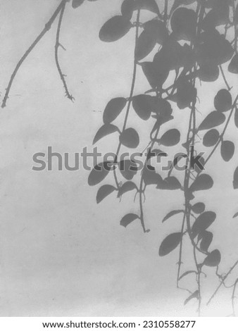 Shadow of leaf on the wall
