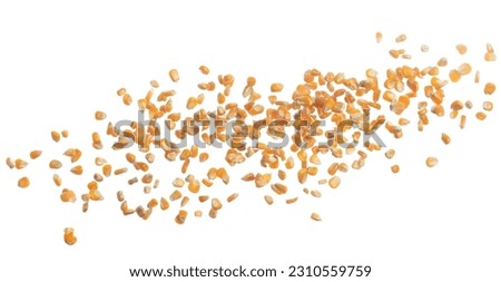 Corn dried seed grain fly in mid air. Yellow Golden corn seed falling scatter, explosion float in shape form line group. White background isolated freeze motion high speed shutter