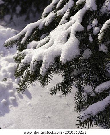 branches of spruce in the snow
