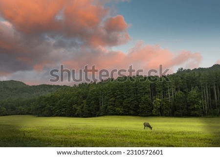 Elk Grazing at Sunrise in Cataloochee Valley