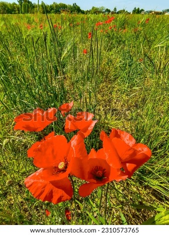 red flowers , Digital created image Picture
