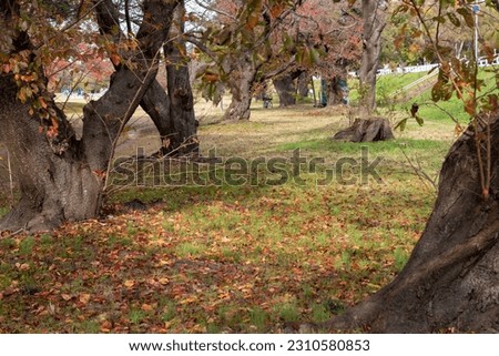 The ground covered with fallen leaves in autumn