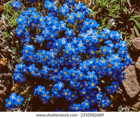 Alpine forget-me-not with morning dew Royalty-Free Stock Photo #2310582689