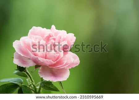 Damask rose flower on nature background.