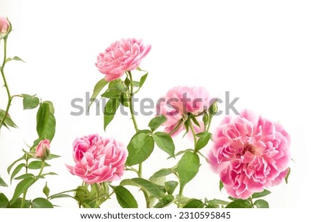 Damask rose flowers isolated on white background.