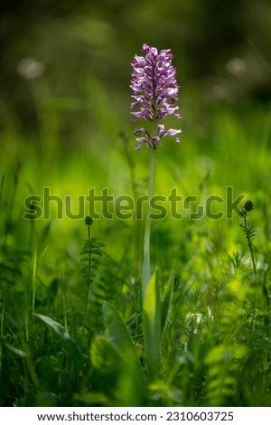 the military orchid (Orchis militaris) close-up photo of a blooming orchid in a close-up of a purple-colored flower on a green meadow white carpatian czech republic