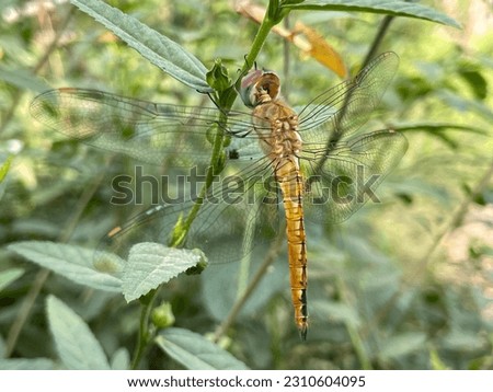 Pantala flavescens, in Indonesia it is called the ciwet dragonfly