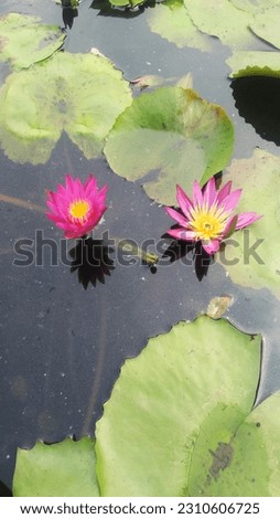Seroja is a species of annual aquatic plant from the genus Nelumbo originating from India. In Indonesia this plant is often called the lotus even though the two are actually not related. Royalty-Free Stock Photo #2310606725