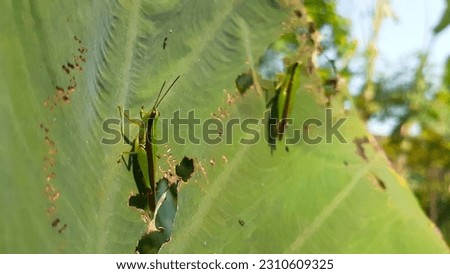 Macro photography of Grasshopper on a green leaf in a field. This insect is also known as Oxya, Rice grasshoppers.