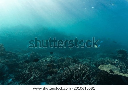 Underwater shot of fish and wildlife swimming in coral reef of the Ningaloo in Cape Range National Park in Western Australia. Beautiful clear blue water with sun rays shining through the surface