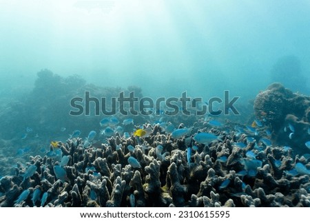 Underwater shot of fish and wildlife swimming in coral reef of the Ningaloo in Cape Range National Park in Western Australia. Beautiful clear blue water with sun rays shining through the surface
