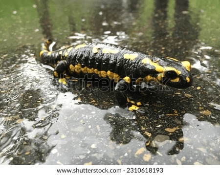 The fire salamander (Salamandra salamandra), der Feuersalamander or Salamandre tachetée, Pjegavi daždevnjak ili Šareni daždevnjak - St. Gallen, Switzerland (Schweiz)