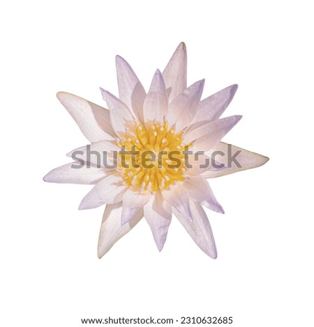 blooming nymphaea lotus isolated on white background