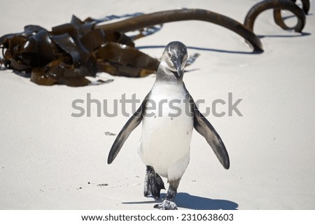 African penguin strolling along Boulders Beach in South Africa
