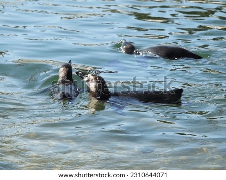 group of humboldt penguins (Spheniscus humboldti) swims in the sea