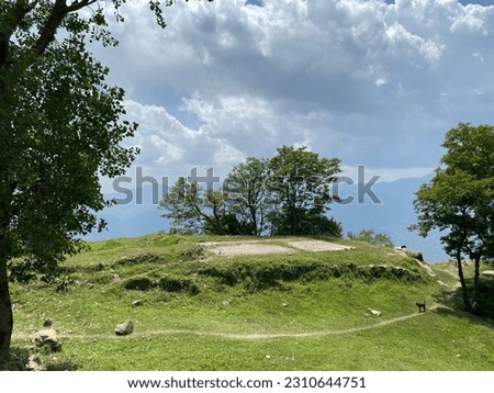 Green grassy ground and trees on mound under clear blue sky