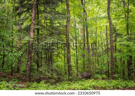 Franconia Notch State Park in New Hampshire Royalty-Free Stock Photo #2310650975